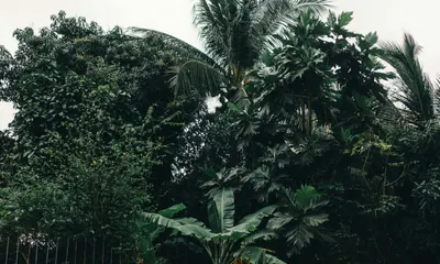 Example photo: A leafy park landscape